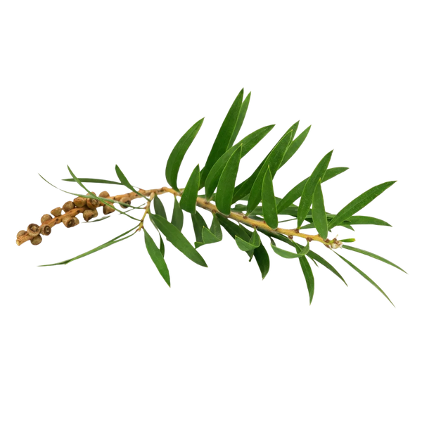 Aceite de árbol de té