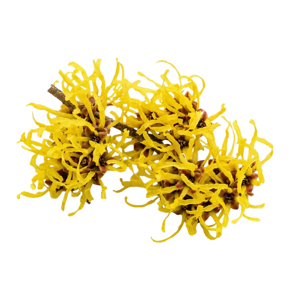 Hamamelis